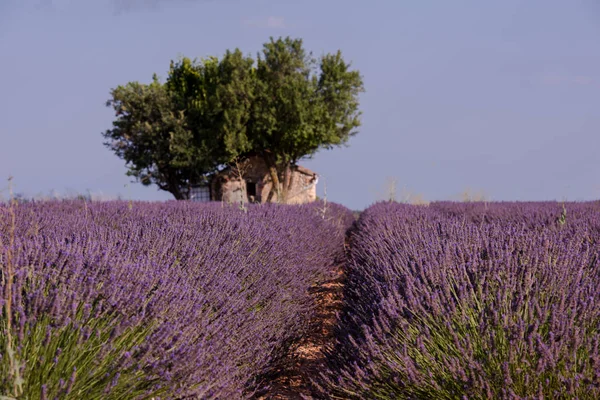 Incredibile Campo Fiori Viola Lavanda — Foto Stock