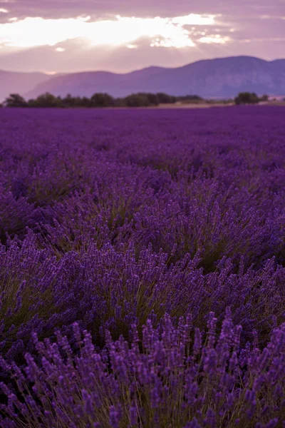 Lavender Purple Field Aromatic Flowers — Stock Photo, Image