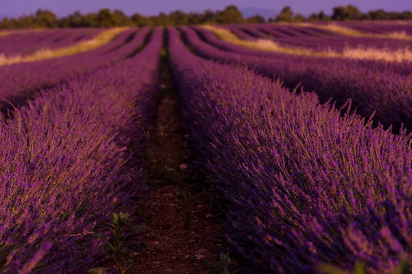 Lavender Purple Pole Aromatickými Květy — Stock fotografie