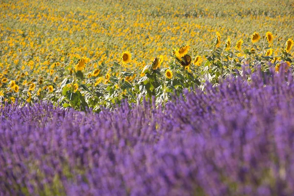 Levandule Slunečnice Pole Fialové Aromatické Květy Poblíž Valensole Provence Francie — Stock fotografie