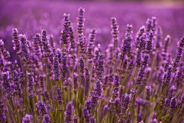 Lavendel Lila Feld Mit Aromatischen Blüten — Stockfoto