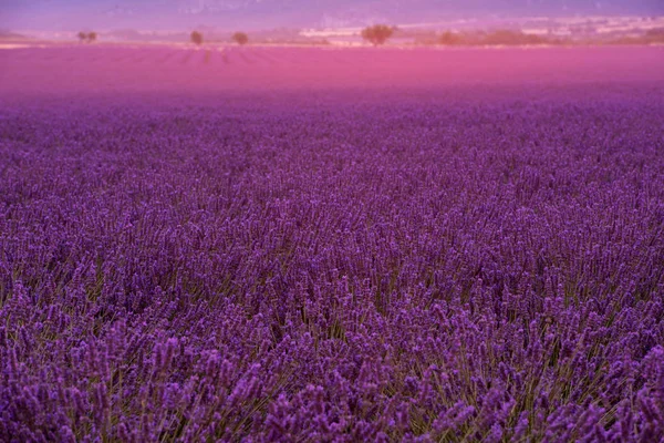 Lavanda Campo Roxo Com Flores Aromáticas — Fotografia de Stock