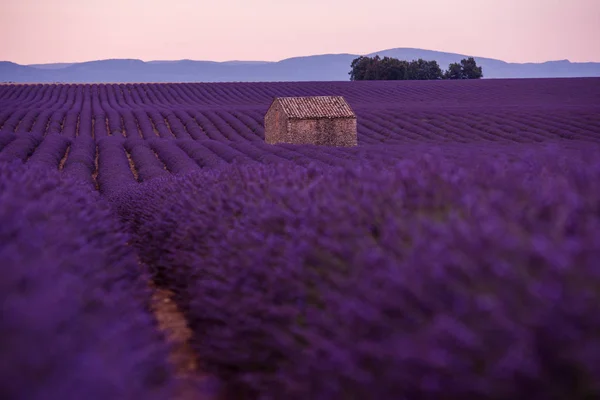 Purple Lavender Flowers Field Lonely Old House — Stock Photo, Image