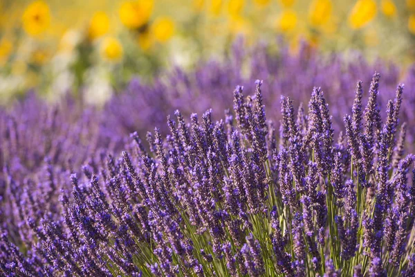 Närbild Lila Lavendel Fält Blommande Blomma Med Solljus Flare Bacground — Stockfoto
