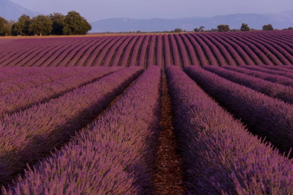 Lavanda Campo Púrpura Con Flores Aromáticas —  Fotos de Stock