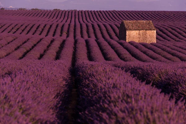 Roxo Lavanda Flores Campo Com Solitário Casa Velha — Fotografia de Stock