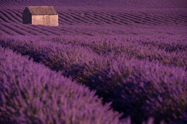 Campo Flores Lavanda Púrpura Con Casa Vieja Solitaria —  Fotos de Stock