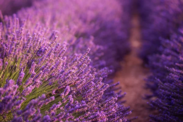 Lila Lavendelfält Med Aromatiska Blommor — Stockfoto