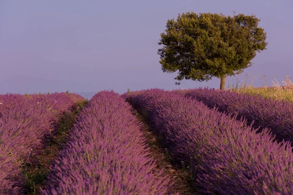 Изумительное Фиолетовое Поле Лаванды — стоковое фото