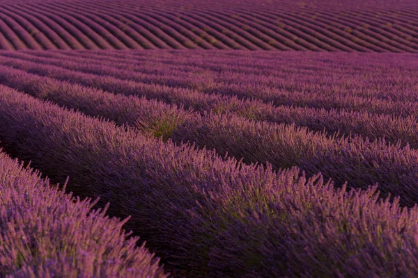 香りのよい花とラベンダーの紫色のフィールド — ストック写真