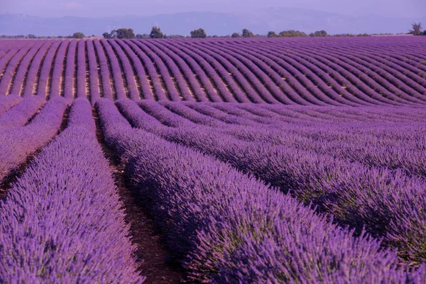 Lavender Purple Pole Aromatickými Květy — Stock fotografie