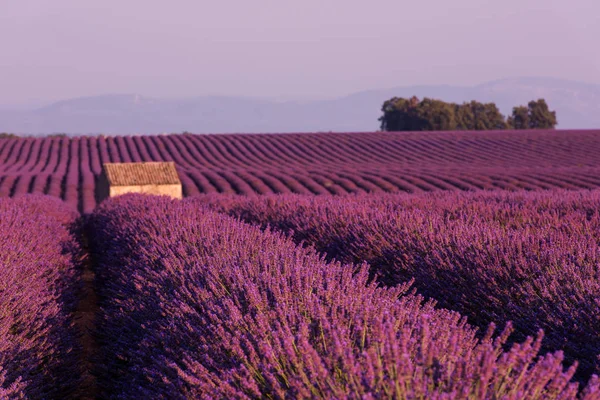 Lila Lavendel Blommor Fält Med Ensamma Gamla Hus — Stockfoto