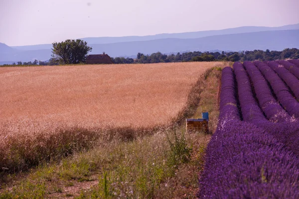 Lavanda Campo Roxo Com Flores Aromáticas — Fotografia de Stock