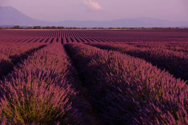 Lawenda Pole Fioletowy Aromatyczne Kwiaty — Zdjęcie stockowe