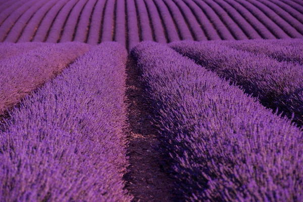 Lavanda Campo Roxo Com Flores Aromáticas — Fotografia de Stock