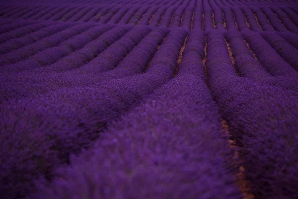 Фиолетовое Поле Ароматическими Цветами — стоковое фото