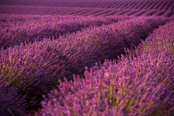 Фиолетовое Поле Ароматическими Цветами — стоковое фото