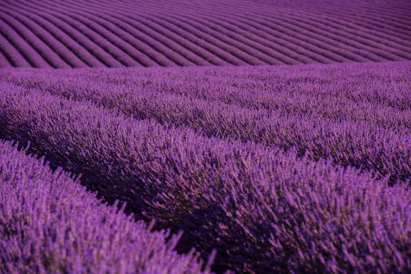 Lavanda Campo Roxo Com Flores Aromáticas — Fotografia de Stock