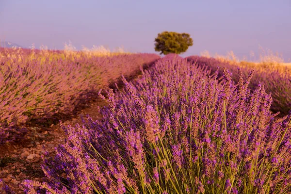 Increíble Campo Flores Lavanda Morada —  Fotos de Stock