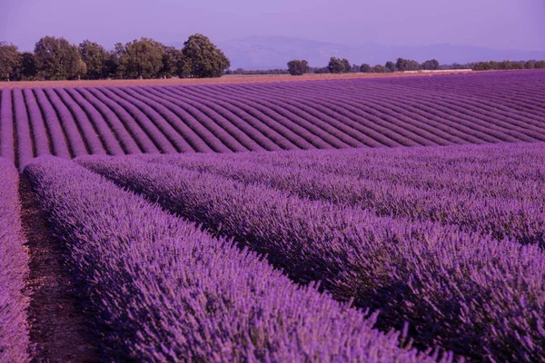 Lavender Purple Pole Aromatickými Květy — Stock fotografie