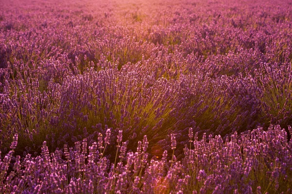 クローズ アップ紫ラベンダー フィールド咲く花暗自然の穏やかなシーンで太陽フレア — ストック写真