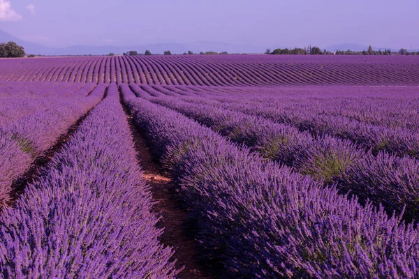 Levender Campo Roxo Flores Aromáticas Perto Valensole Provence França — Fotografia de Stock