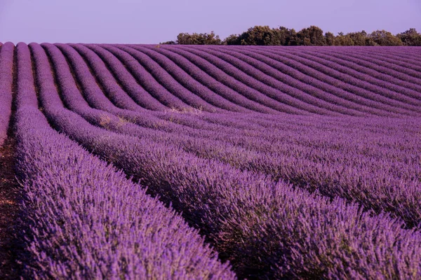 Levender Pole Fialové Aromatické Květiny Poblíž Valensole Provence Francie — Stock fotografie