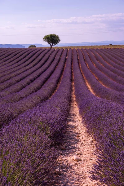 Bunga Ungu Lavender Lapangan Dengan Kesepian Pohon Valensole France — Stok Foto