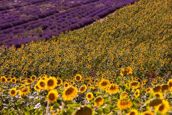 Lavendel Zonnebloemen Field Paarse Aromatische Bloemen Buurt Van Valensole Provence — Stockfoto