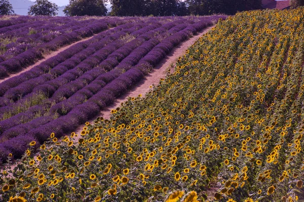 Lavendel Och Solros Fältet Lila Aromatiska Blommor Nära Valensole Provence — Stockfoto