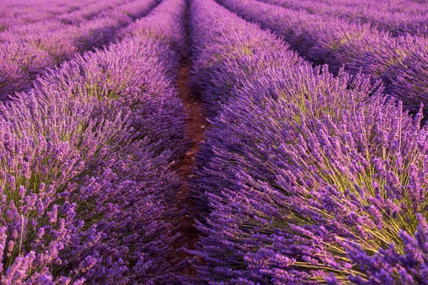 Крупный План Фиолетовое Поле Лаванды Цветущий Цветок Солнечным Светом Вспышки — стоковое фото