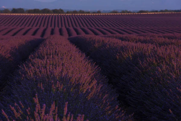 Champ Lavande Été Fleurs Aromatiques Violettes Près Valensole Provence France — Photo