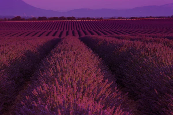 Lavander Pole Aromatické Květy Fialové Létě Poblíž Valensole Provence Francie — Stock fotografie