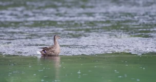 孤独なアヒルの雨滴で湖面に水泳 — ストック動画