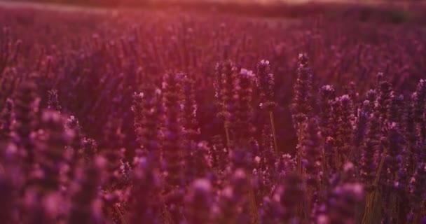 Lila Lavendelfält Med Aromatiska Blommor — Stockvideo