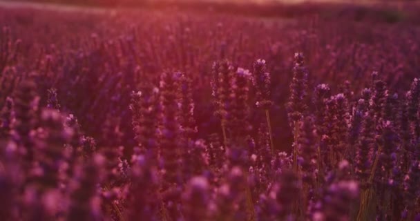 Lavanda Campo Roxo Com Flores Aromáticas — Vídeo de Stock