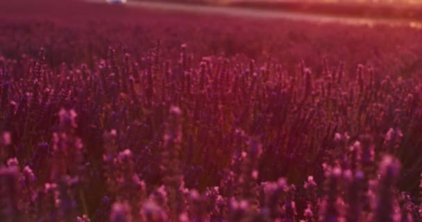 香りのよい花とラベンダーの紫色のフィールド — ストック動画
