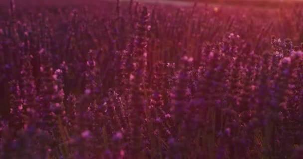 Lavendel Lila Feld Mit Aromatischen Blüten — Stockvideo