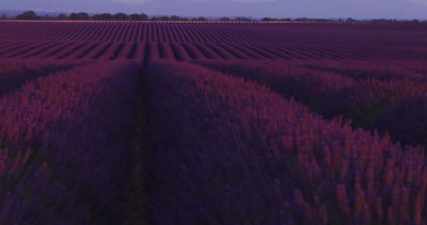 Lavanda Campo Púrpura Con Flores Aromáticas — Vídeo de stock