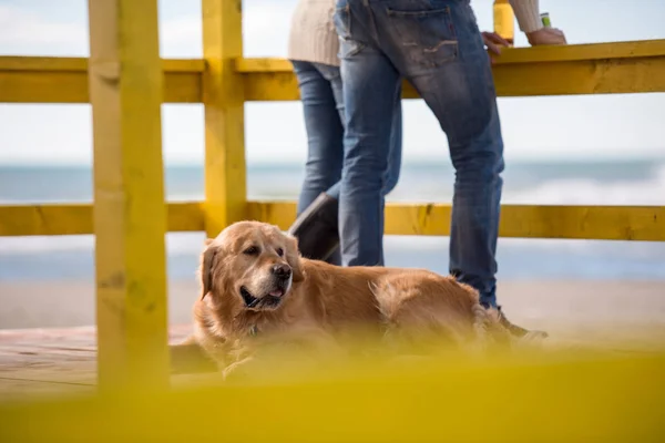 Paar Met Een Hond Drinken Bier Samen Lege Strandbar Tijdens — Stockfoto