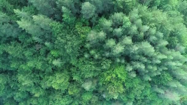 Vista Aérea Sobre Montañas Silvestres Pinos Bosque — Vídeos de Stock