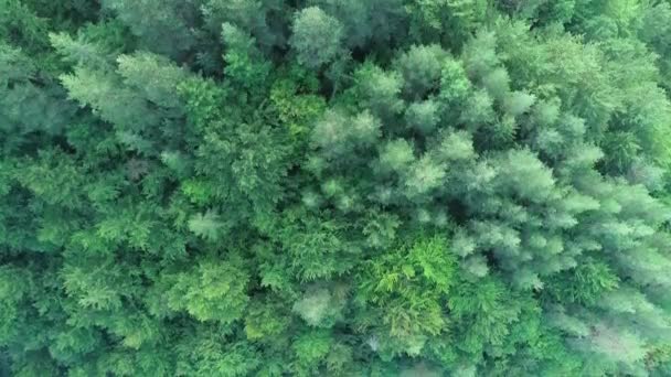 Flygfoto Vilda Berg Träd Tallskog — Stockvideo