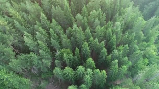 Luchtfoto Wilde Bergen Pine Bomen Bos — Stockvideo