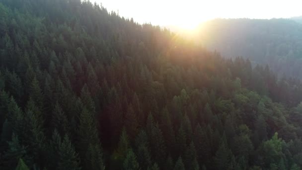 美しい日の出の松の木の森と山の空中写真 — ストック動画