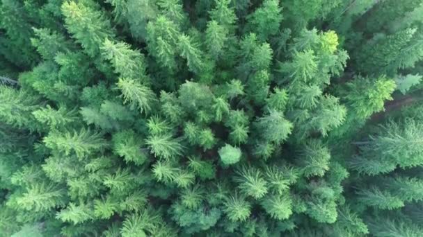 Aerial View Wild Mountains Pine Trees Forest — Stock Video