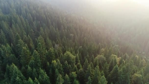 Luchtfoto Van Berg Met Dennenbos Prachtige Zonsopgang — Stockvideo