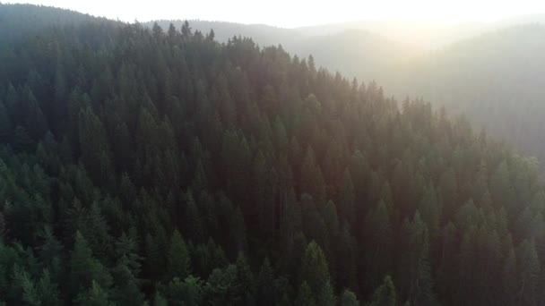 Aerial View Mountain Pine Tree Forest Beautiful Sunrise — Stock Video