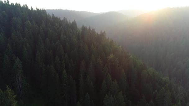 a légi felvétel a hegy-fa erdei fenyő, a gyönyörű napfelkeltét