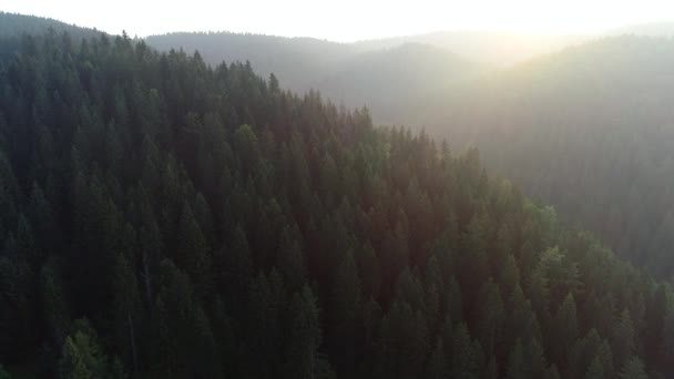 Aerial View Mountain Pine Tree Forest Beautiful Sunrise — Stock Video