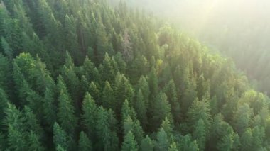 havadan görünümü üzerinde vahşi dağlar çam ağaçları orman